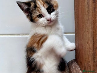 Mixed Breed cats for sale - Advert 1