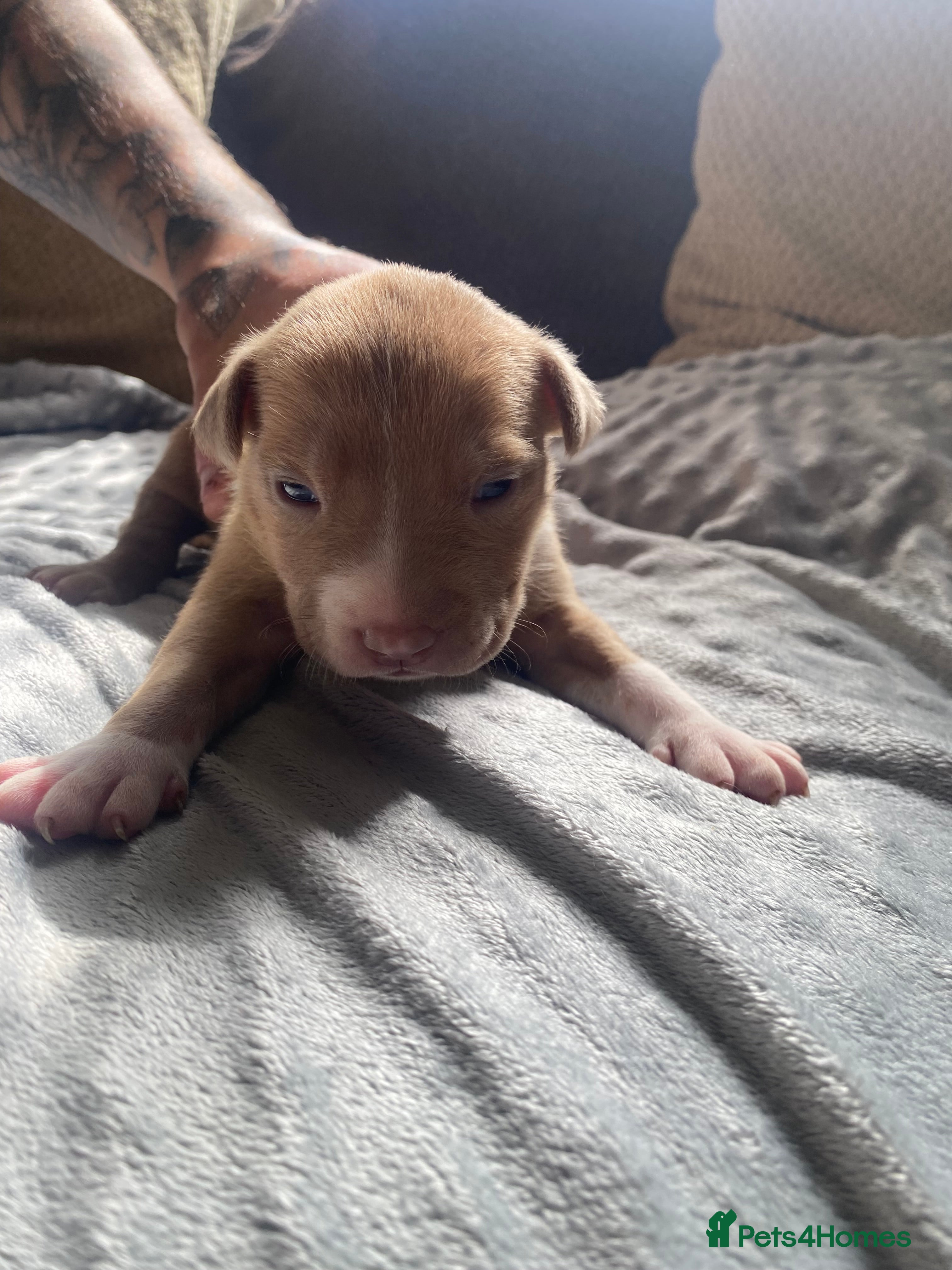 American Bully dogs LILAC TRI AMERICAN BULLY PUPS  - Advert 6