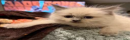 Ragdoll cats for sale: Ragdoll Kittens for sale 🖤 - Advert 14
