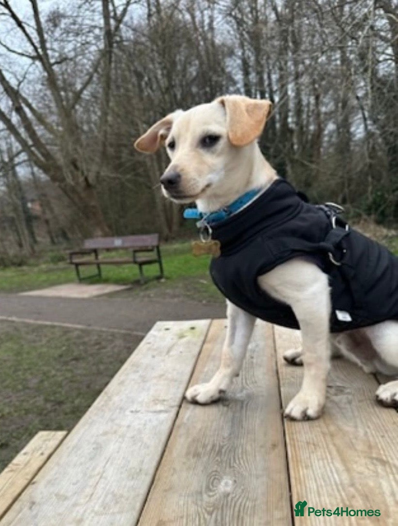 Mixed Breed dogs Chester the little boy  - Advert 3