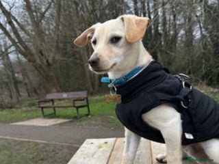 Mixed Breed dogs Chester the little boy - Advert 3