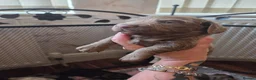 Miniature Dachshund dogs for sale: Mini longhaired dachshunds  - Advert 5