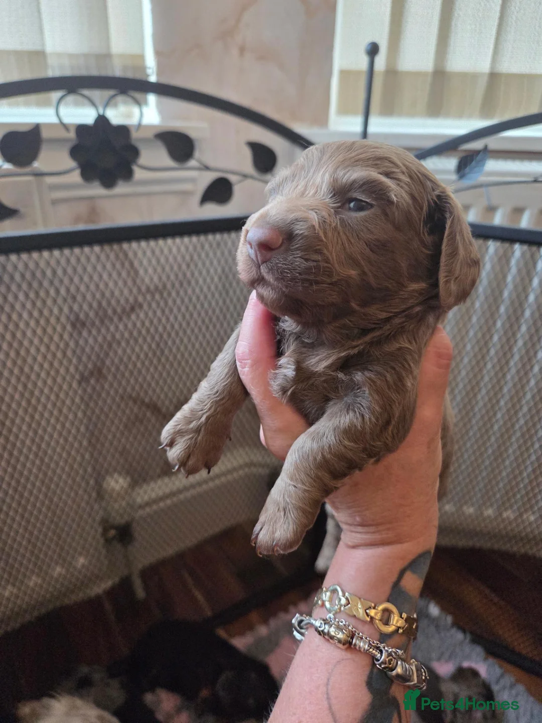 Miniature Dachshund dogs for sale: Mini longhaired dachshunds  - Advert 5