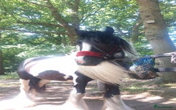 Other Breed horses for sale: lovely little mare  - Image 2