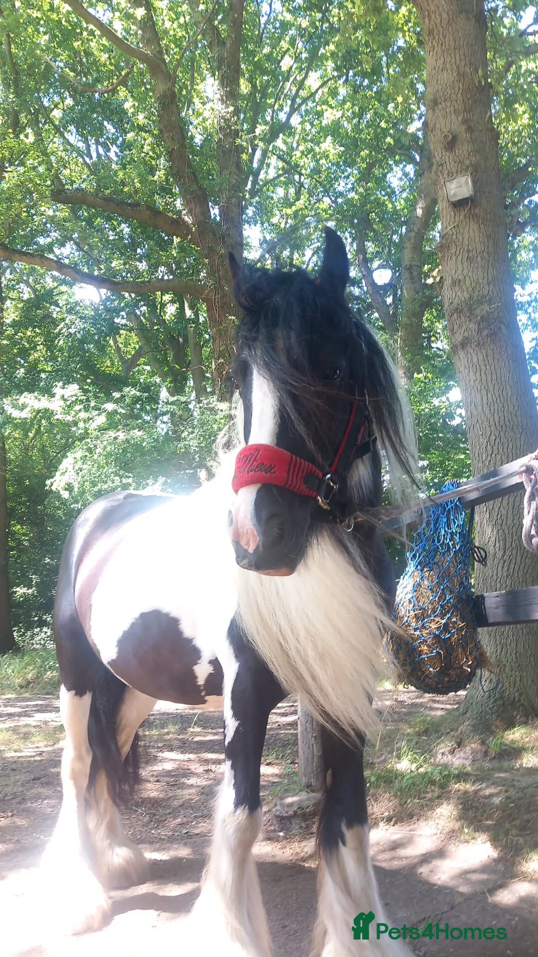 Other Breed horses for sale: lovely little mare  - Image 2