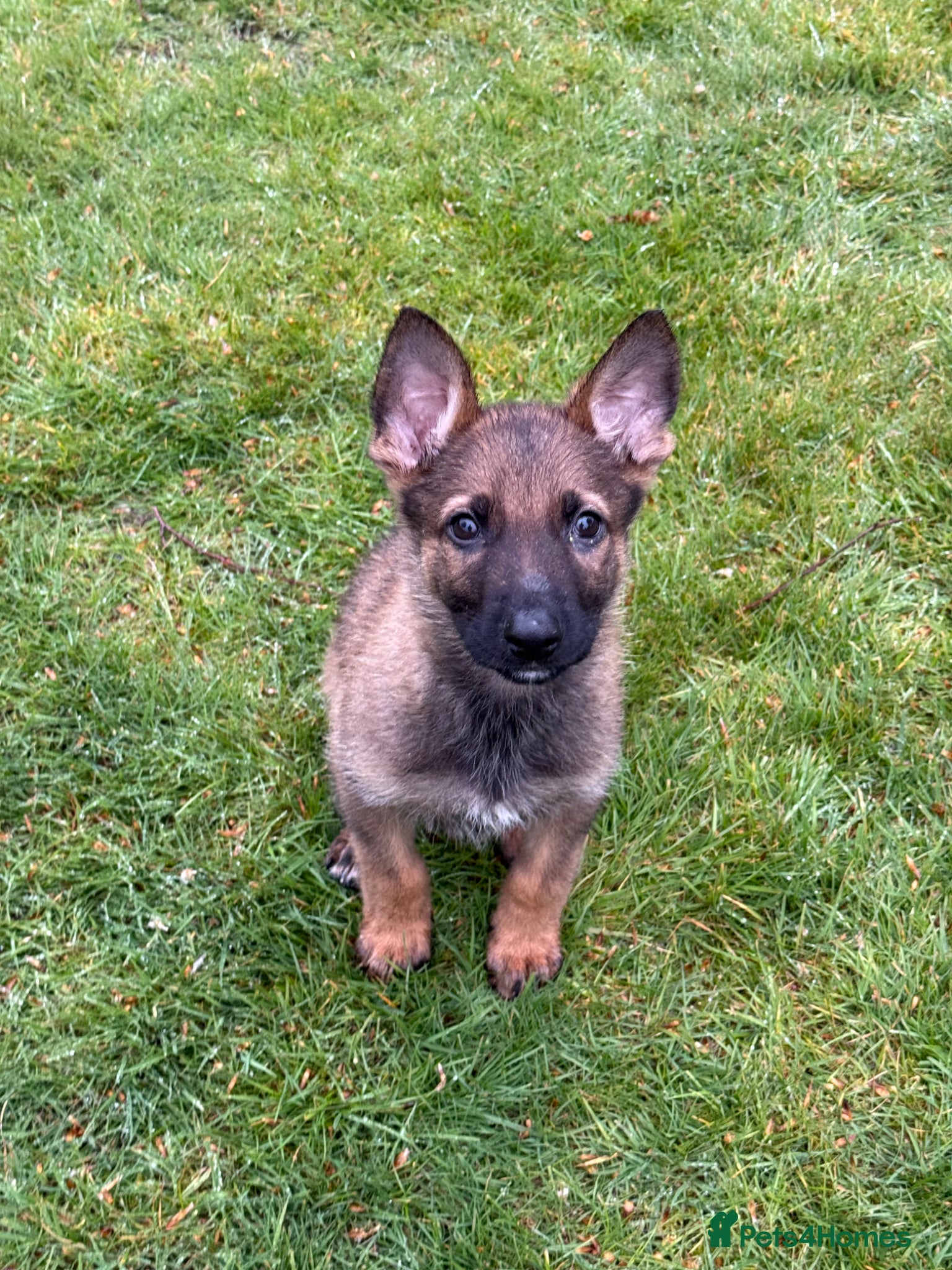 German Shepherd dogs 9 week old German Shepherd Puppy - Loki  - Advert 3