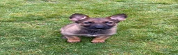 German Shepherd dogs for sale: 9 week old German Shepherd Puppy - Loki  - Advert 1