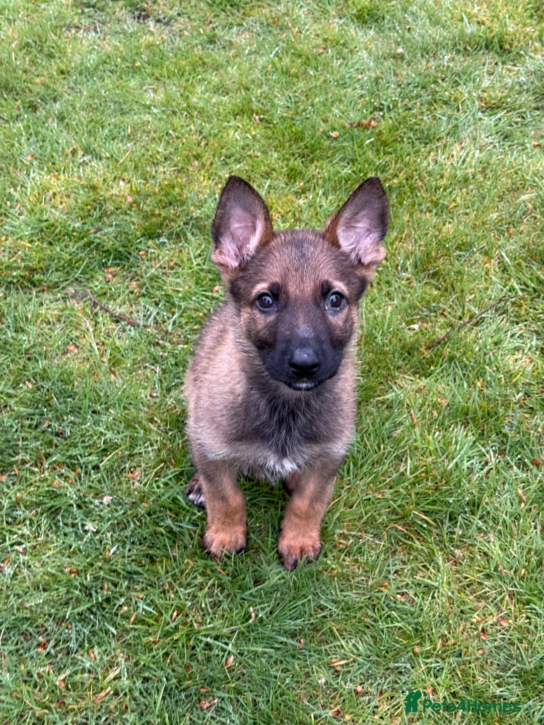 German Shepherd dogs for sale: 9 week old German Shepherd Puppy - Loki  - Advert 1