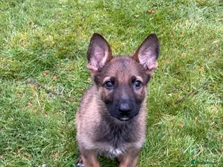 German Shepherd dogs 9 week old German Shepherd Puppy - Loki - Advert 3