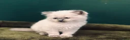 Ragdoll cats for sale: 3 beautiful Lilac point Ragdoll Kittens in Fleetwood - Advert 1