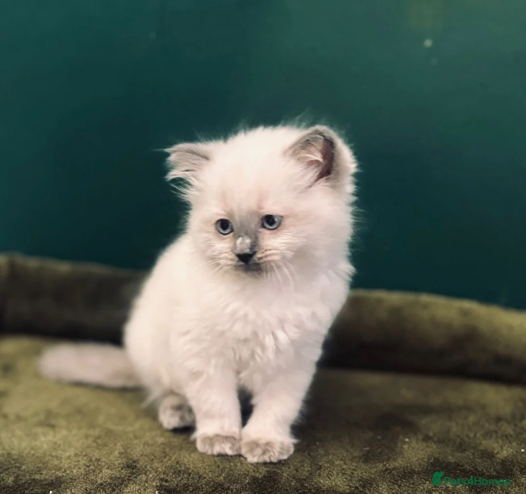 Ragdoll cats for sale: 3 beautiful Lilac point Ragdoll Kittens in Fleetwood - Advert 1