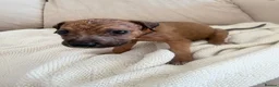 Mixed Breed dogs for sale: Bull hound puppies in London - Advert 38