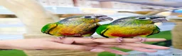 Parrots birds for sale: Talking Parrot and bird Available - Advert 1