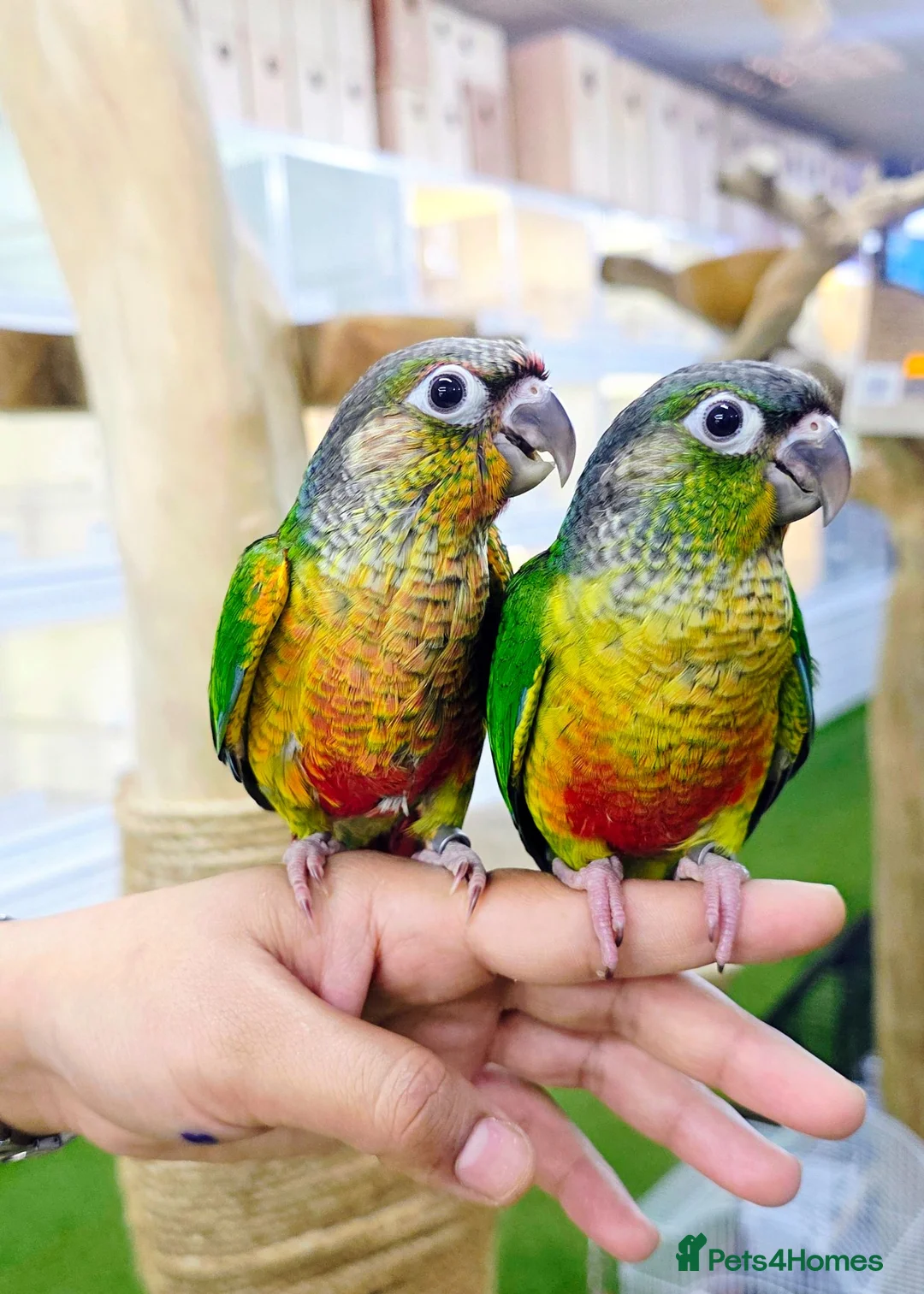 Parrots birds for sale: Talking Parrot and bird Available - Advert 1