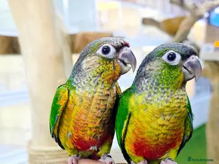 Parrots birds Talking Parrot and bird Available - Advert 1