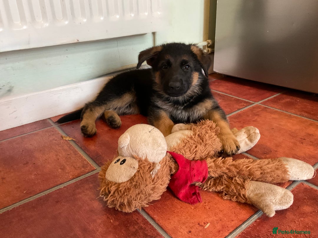 German Shepherd dogs for sale: 25 years experience  breeding German Shepherds - Image 15