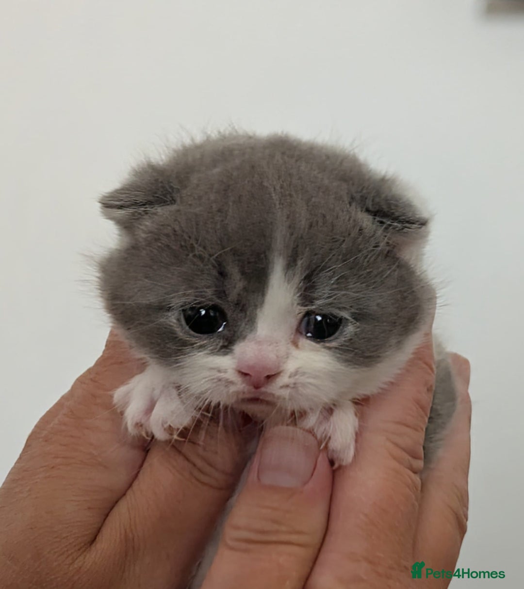 British Shorthair cats for sale: Gccf STUD, Blue Spotted,Blue, Lilac, Bi - Image 36
