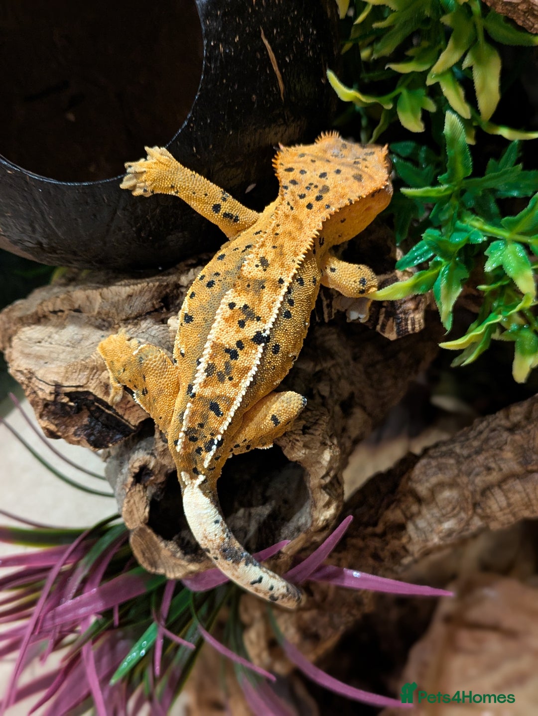 Gecko reptiles for sale: Beautiful Female Crested Geckos    - Image 4