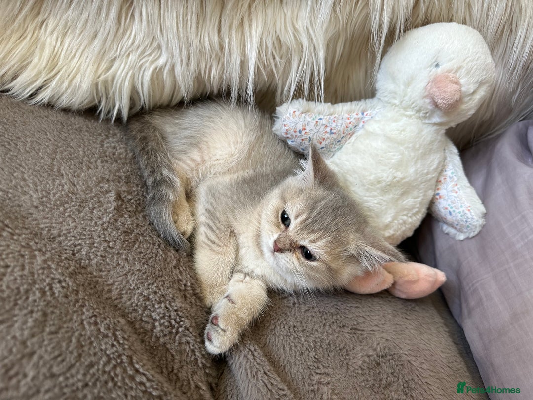 British Shorthair cats for sale: Beautiful Pure British shorthair kittens - Image 6