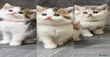 British Shorthair cats - Advert 7