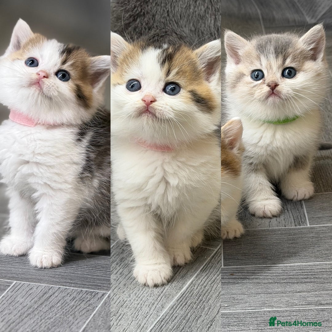British Shorthair cats for sale: BSH tri- colour golden/blue/white kittens TICA - Image 1