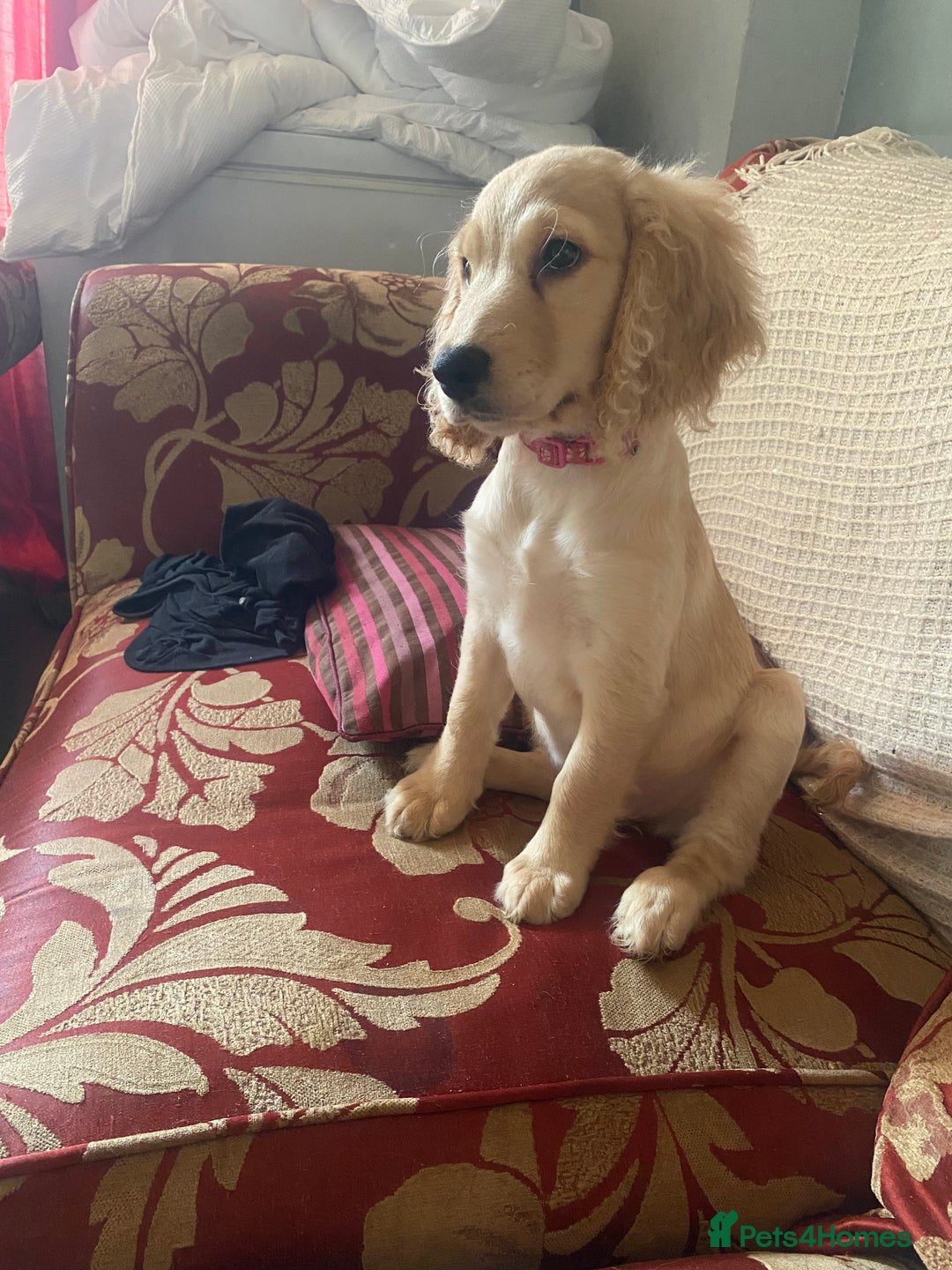 Mixed Breed dogs for sale: Beautiful cocker doodle bitch  - Advert 5