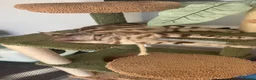Bengal cats for sale: 9 weeks old bengal kitens - Advert 10