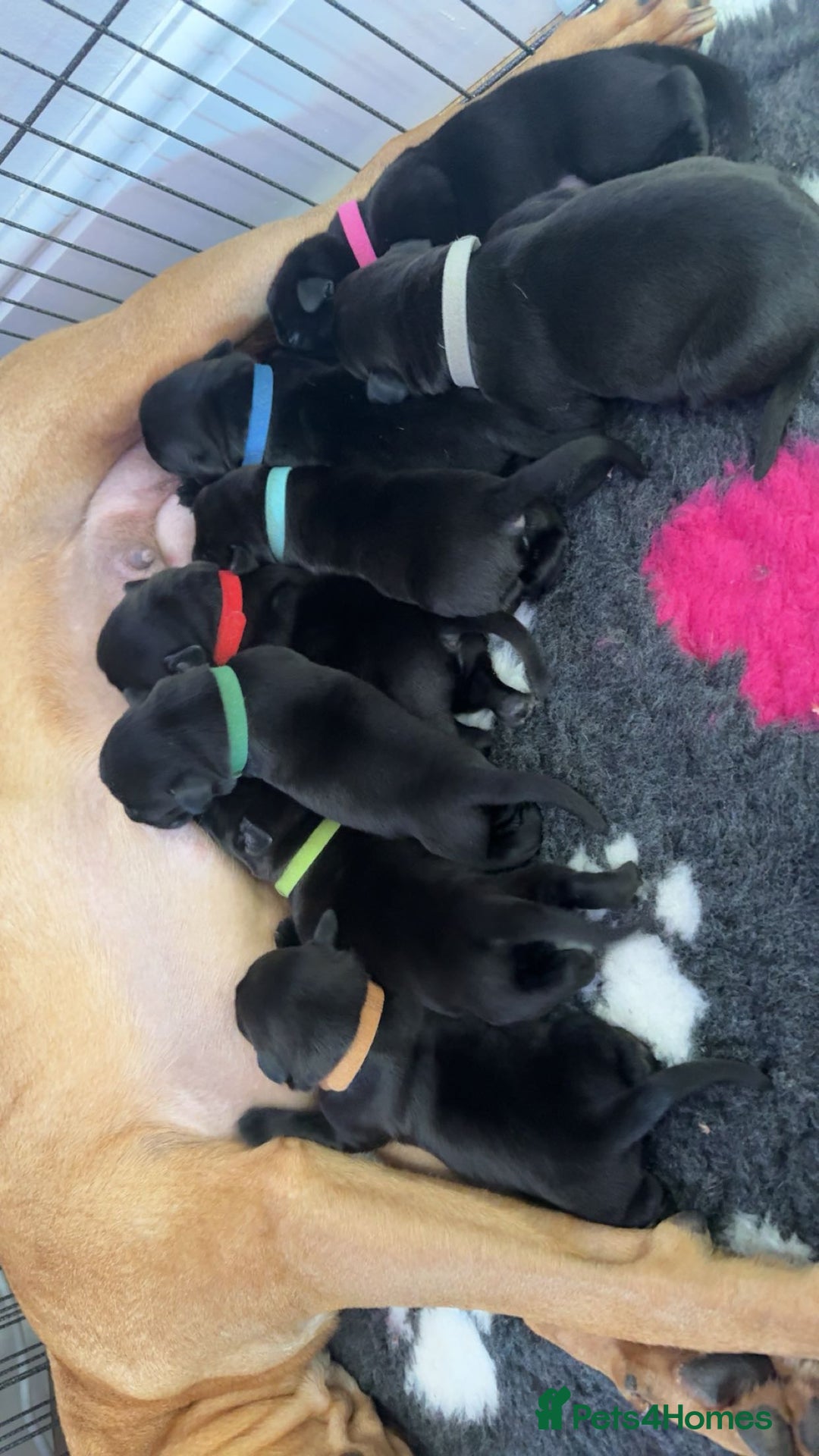 Mixed Breed dogs for sale: Beautiful Labrador cross puppies🐶 - Image 14
