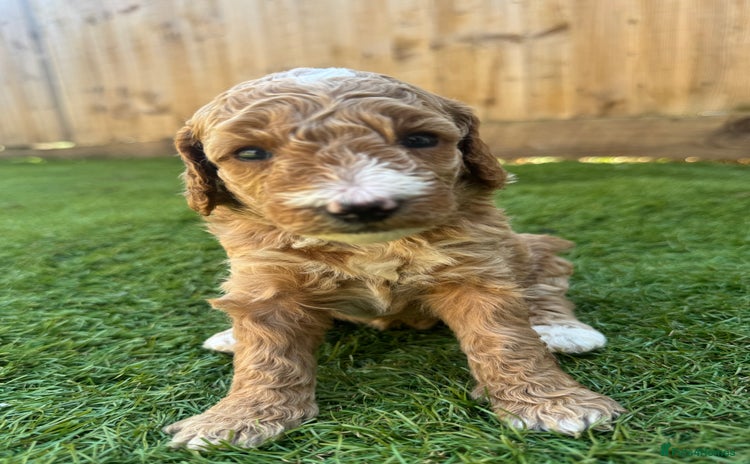 Australian Labradoodle dogs - Advert 12