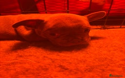 French Bulldog dogs for sale: **READY NOW**French bulldog puppies READY NOW - Image 14