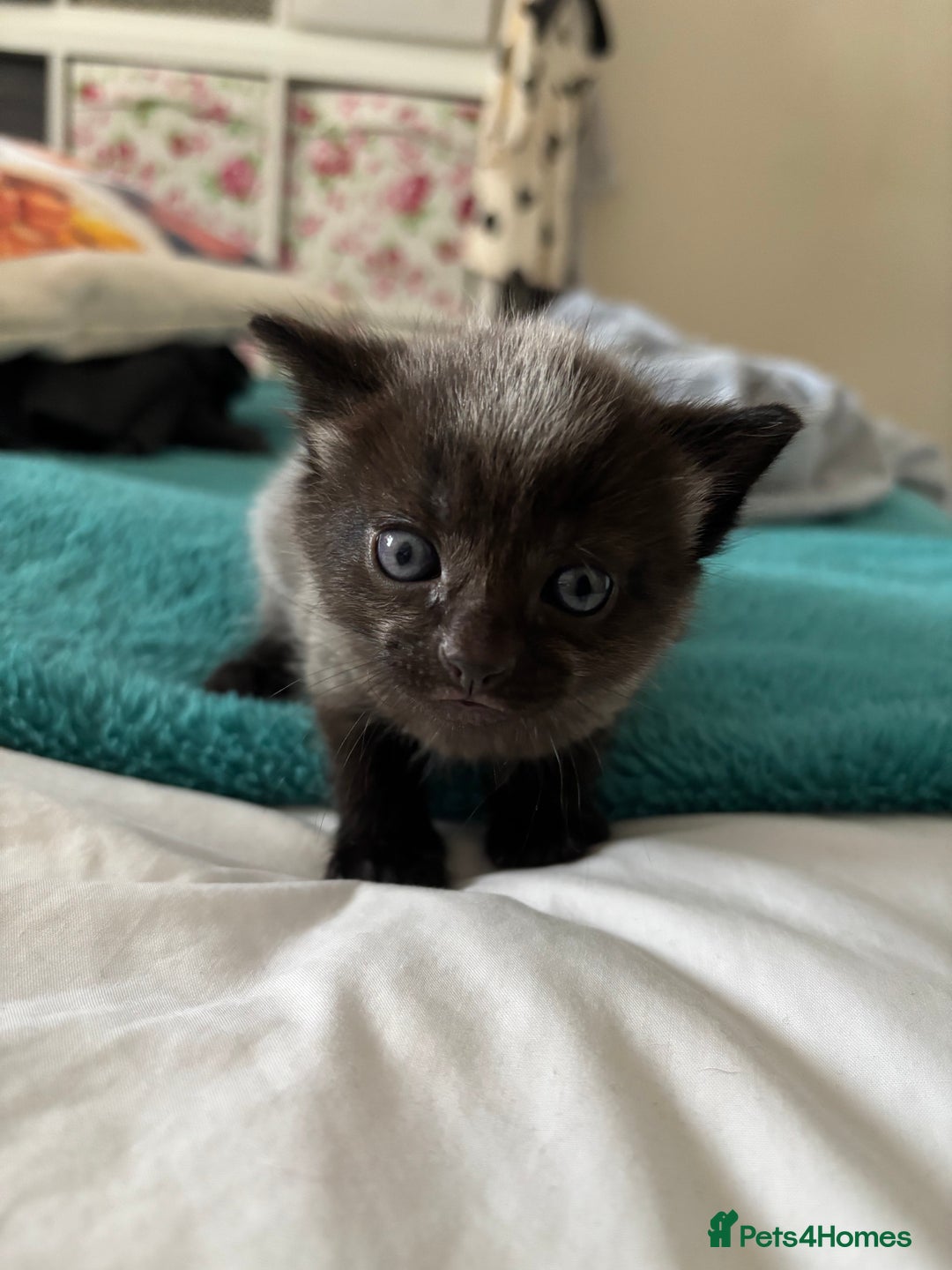 Mixed Breed cats for sale: Beautiful tabby x Ragdoll kittens for sale ! - Advert 9