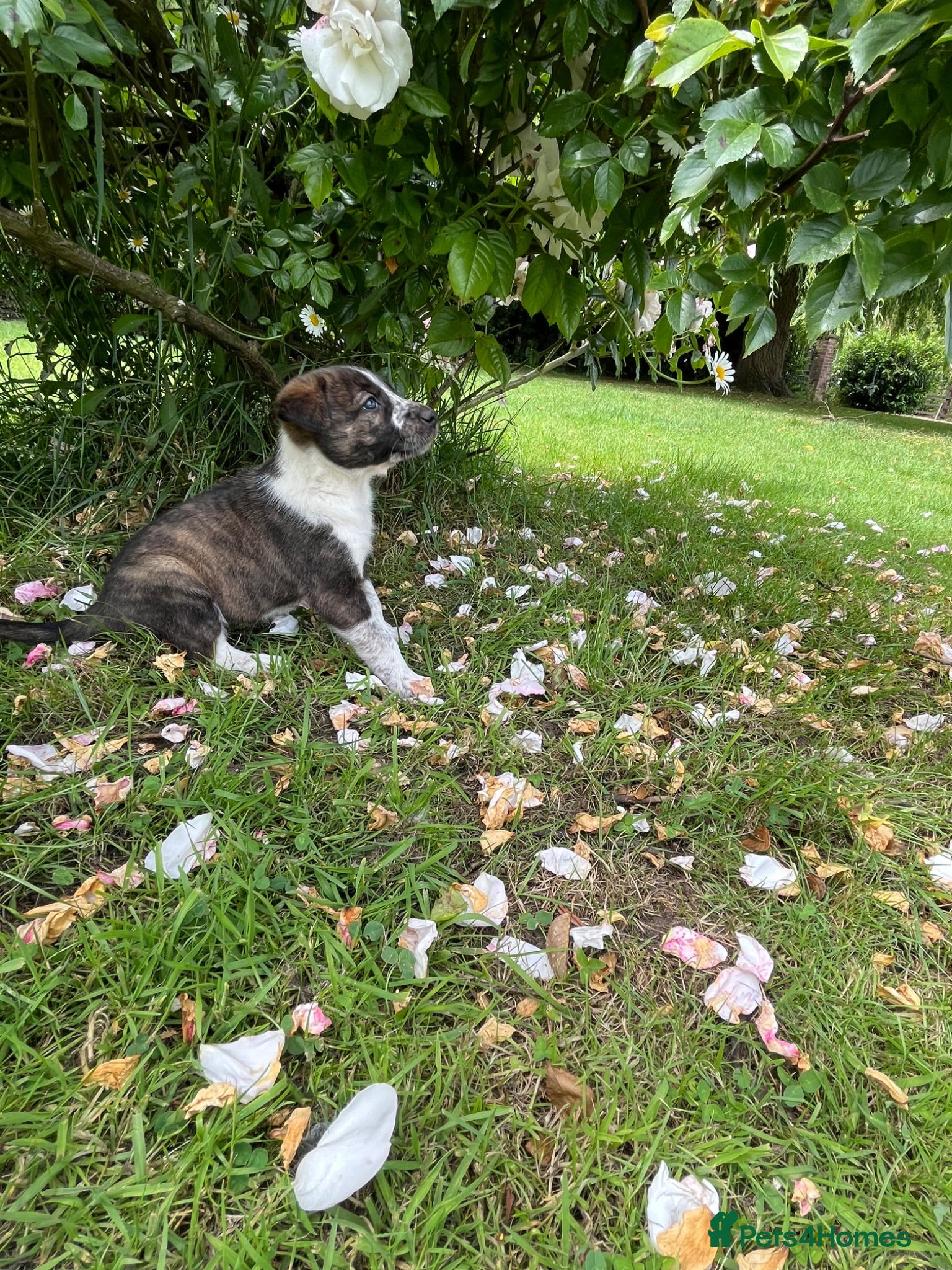 Mixed Breed dogs Border collie x lurcher puppies merle - Advert 2