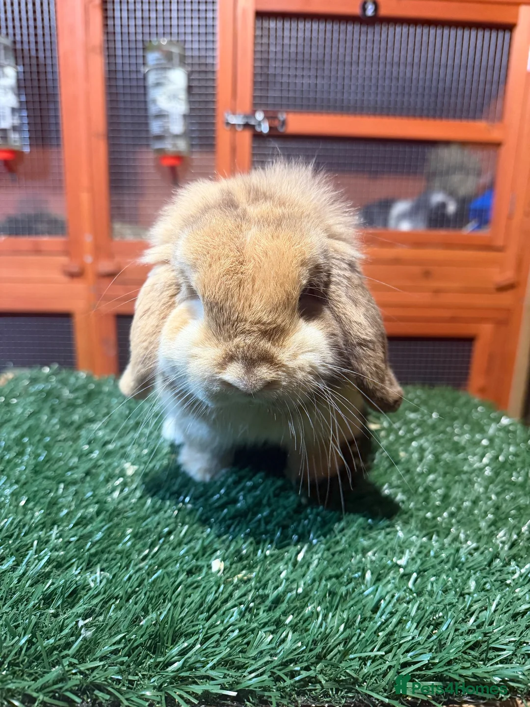 Mini Lop rabbits for sale: Pure breed mini lop buck  - Advert 2