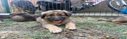 German Shepherd dogs for sale: Super Special Unique German Shepard Puppies  - Advert 8