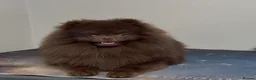 Pomeranian dogs for stud: Moët chocolate Pomeranian stud  - Advert 4