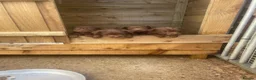 Patterdale Terrier dogs for sale: Patterdale terrier pups in Gravesend - Advert 5