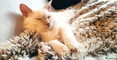 LaPerm cats Adorable teddy bear curly LaPerm GCCF reg - Advert 5