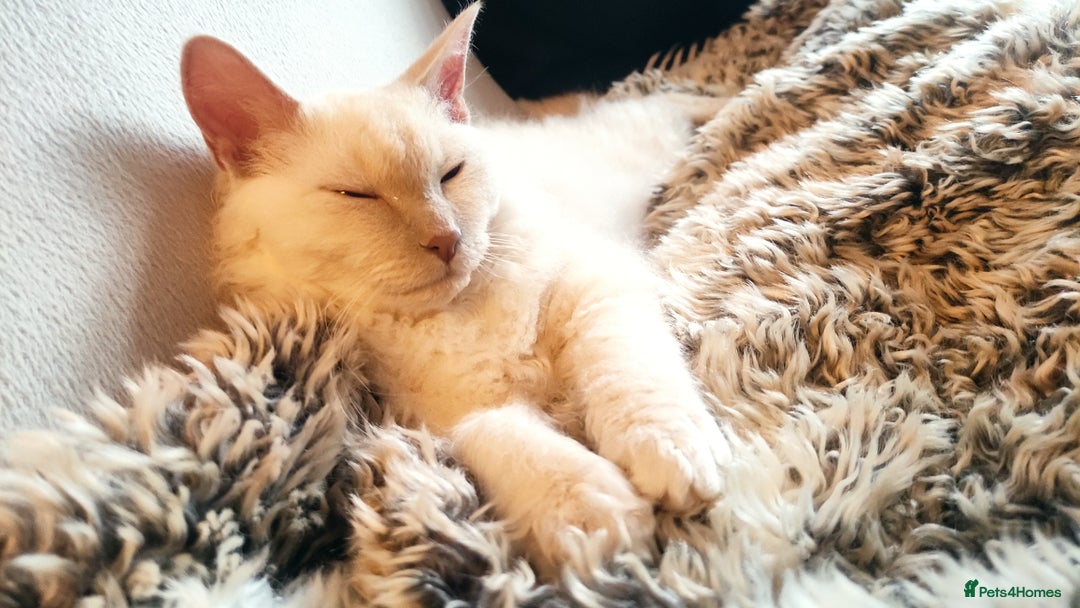 LaPerm cats for sale: Adorable teddy bear curly LaPerm GCCF reg - Advert 2