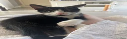 Mixed Breed cats for sale: Tuxedo kittens - Advert 2