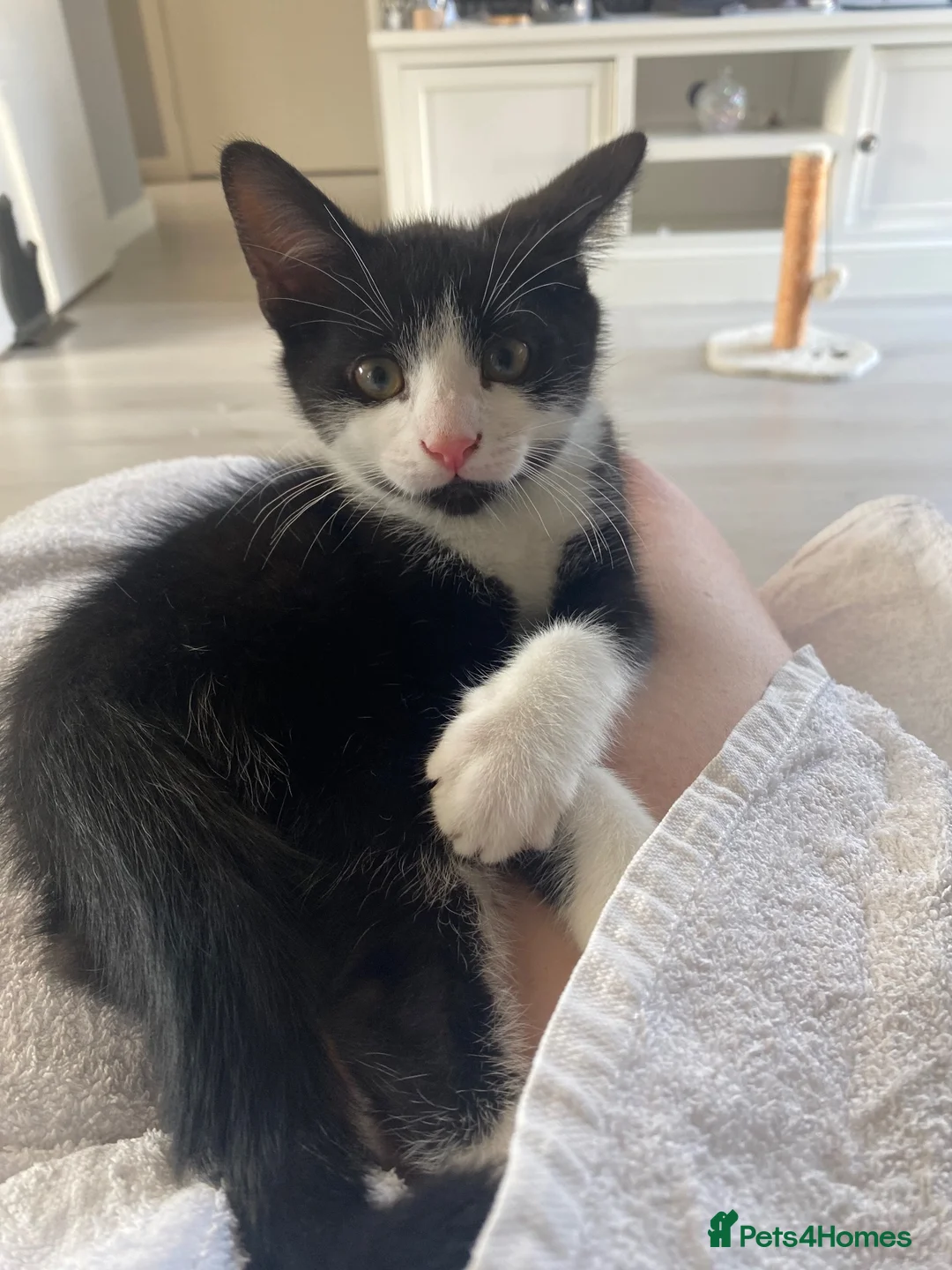 Mixed Breed cats for sale: Tuxedo kittens - Advert 2