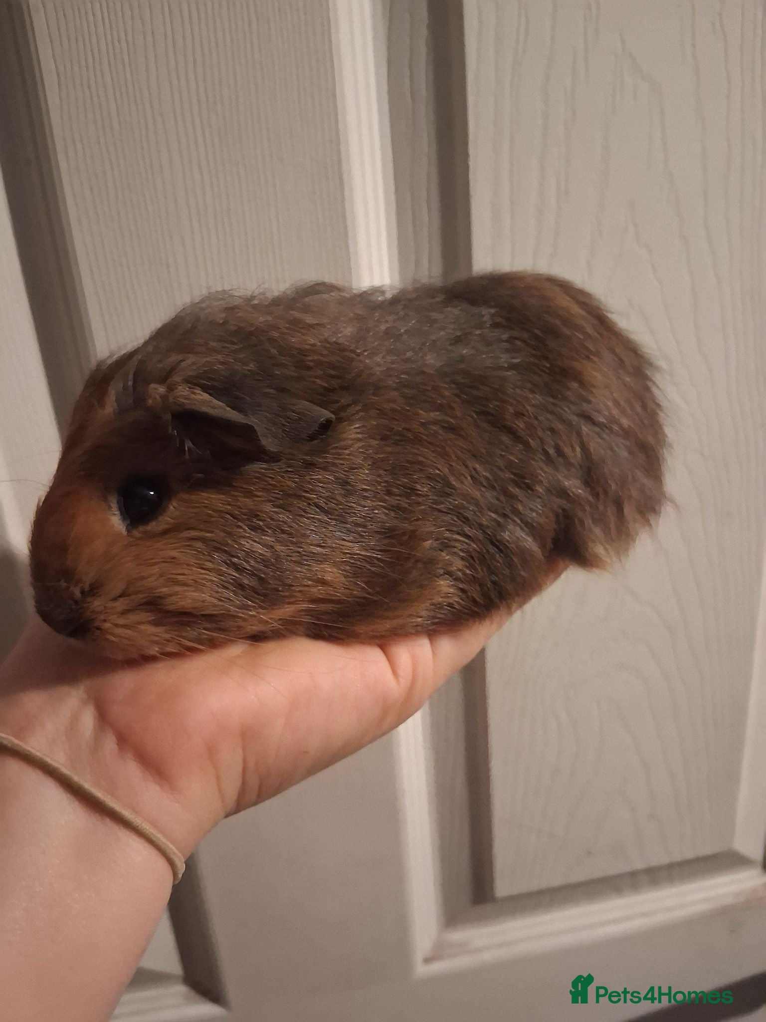 Guinea Pig rodents 2 beautiful baby guinea pigs for sale - Advert 7