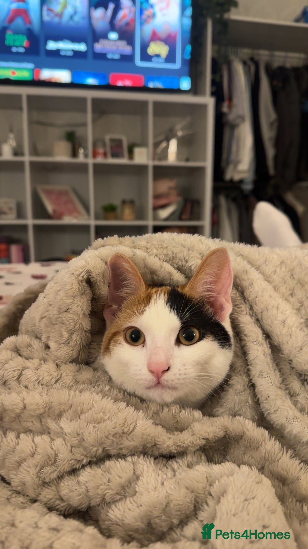 Domestic Shorthair cats for sale: Beautiful 7 month Calico  - Advert 2