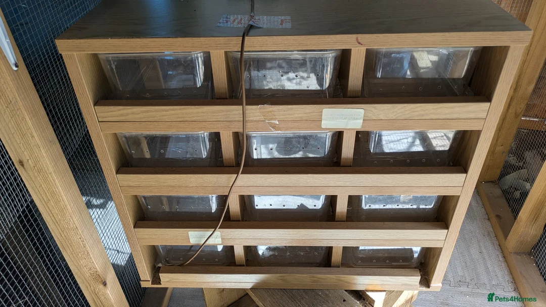 Python Snake reptiles for sale: Various Royal pythons & hatchling rack available  - Advert 2