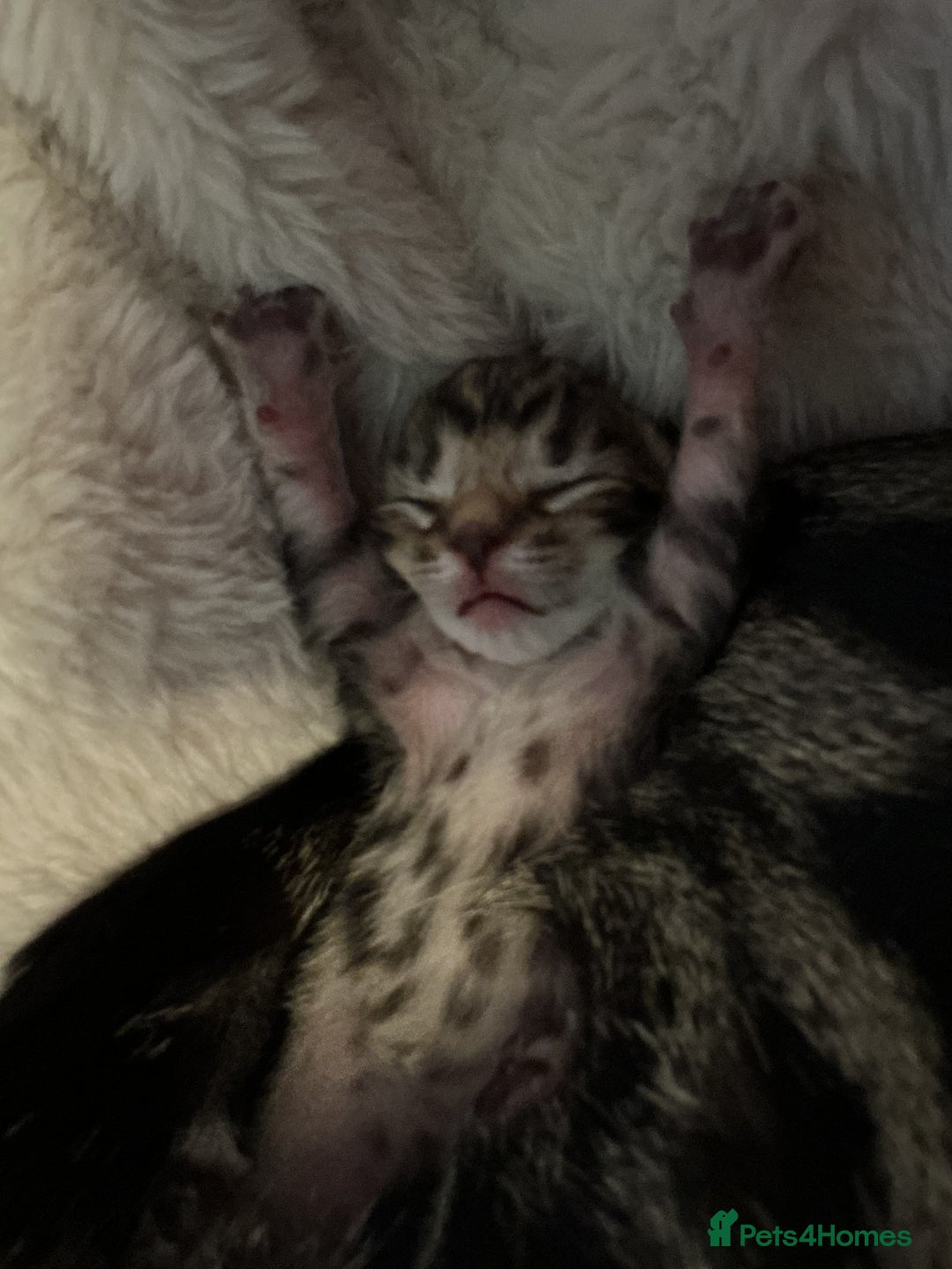 Mixed Breed cats for sale: Gorgeous tabby kittens - Advert 16