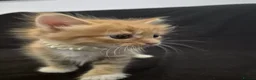 Norwegian Forest Cat cats for sale: Gorgeous norwegian forest kittens - Advert 10