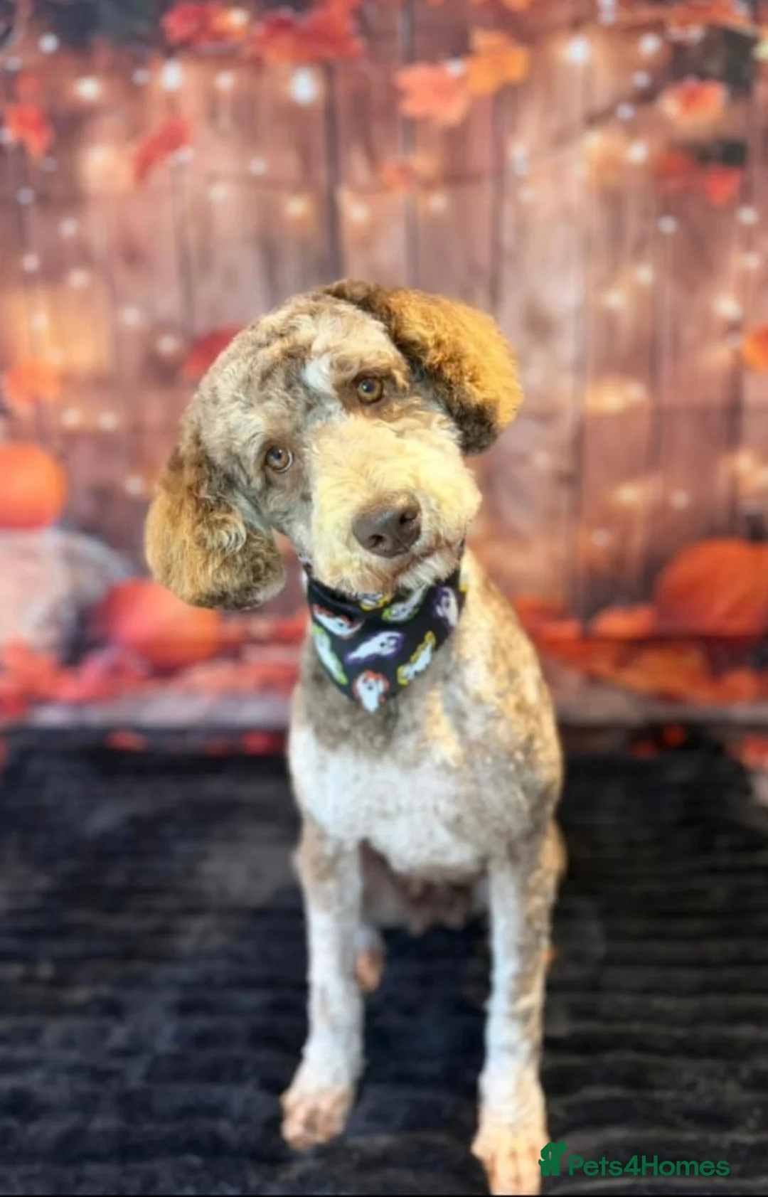 Cavapoo dogs for sale: Impressive F1 Merle Cavapoos  - Advert 2