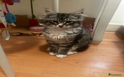 Siberian cats for sale: Sweet 4month Siberian Kitten Snow Needs New Home  - Image 5