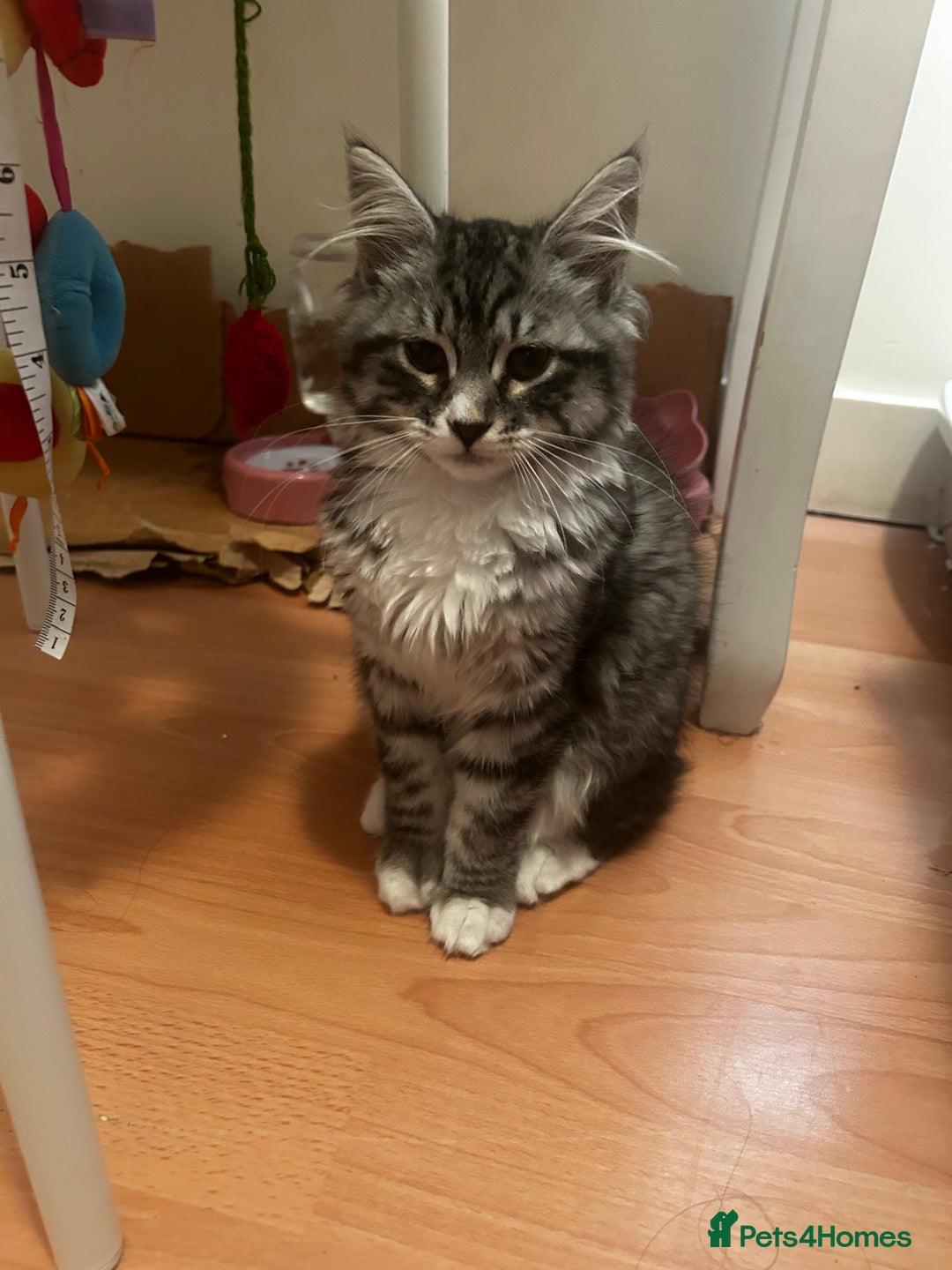 Siberian cats for sale: Sweet 4month Siberian Kitten Snow Needs New Home  - Image 5