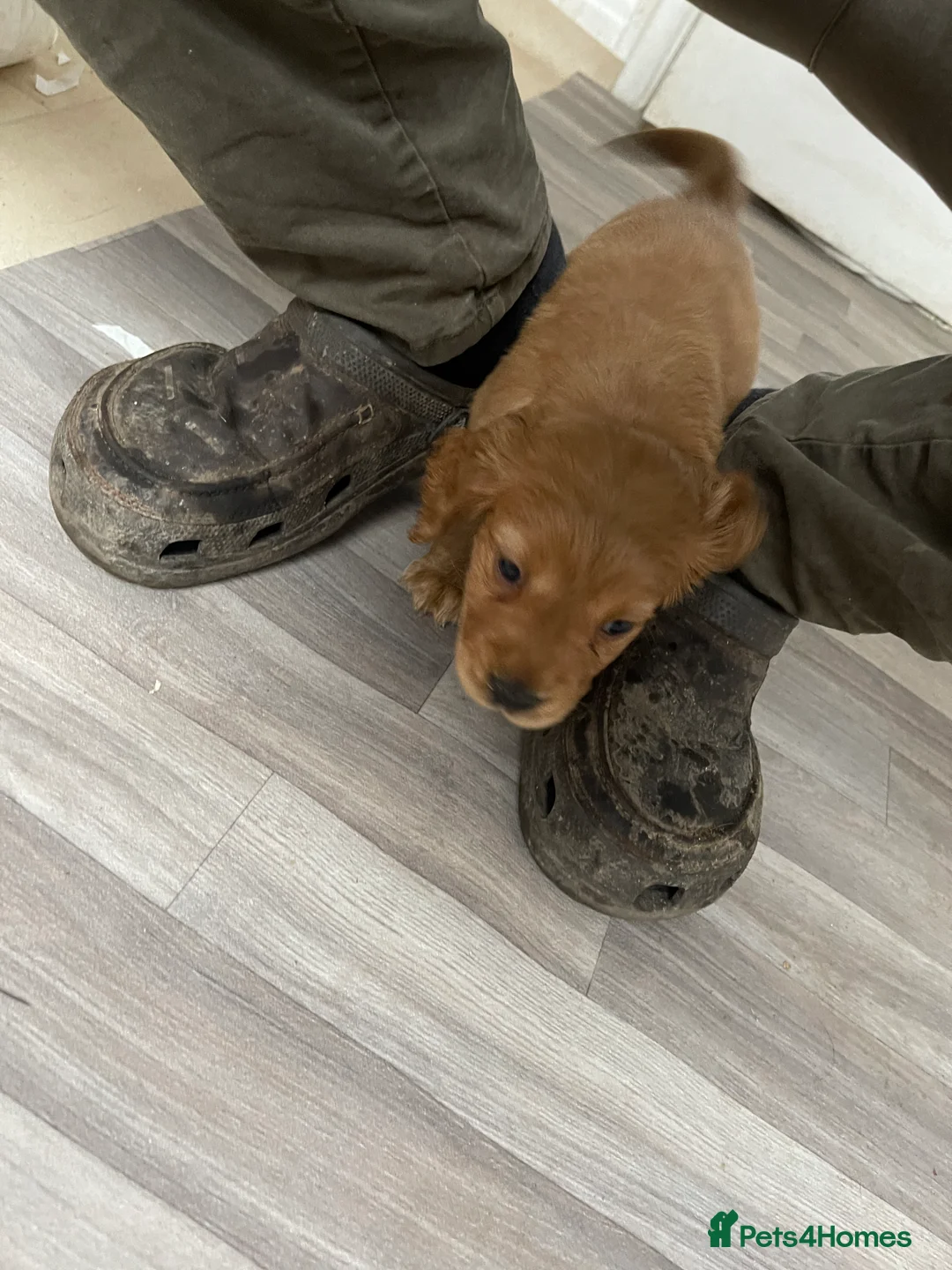 Cocker Spaniel dogs for sale: Beautiful working cocker spaniel puppies - Advert 1