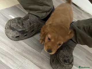 Cocker Spaniel dogs Beautiful working cocker spaniel puppies - Advert 1